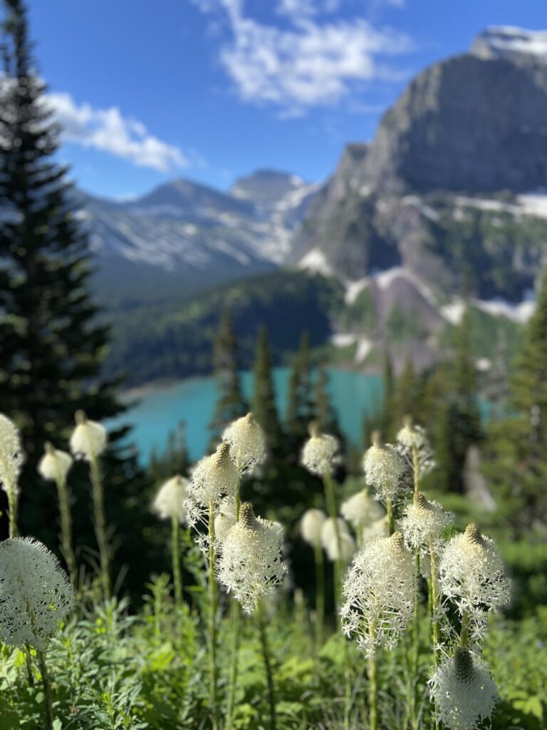 Grand Teton National Park to Glacier National Park